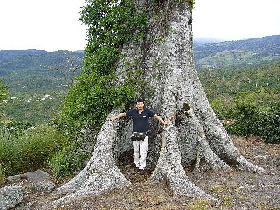 アキアレスの大木