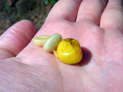 カルモ農園