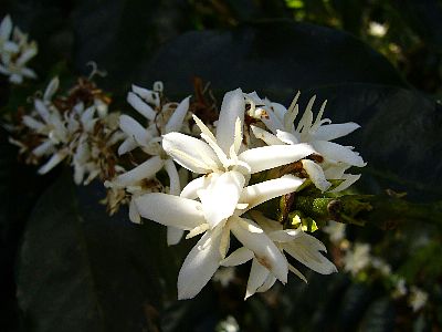 これはコスタリカの農園のコーヒーの花です