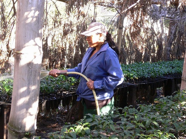 ガテマラ サンタカタリナ農園